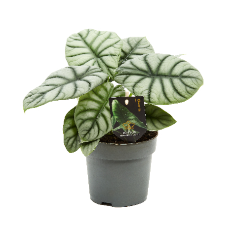 Picture of ALOCASIA BAGINDA SILVER DRAGON