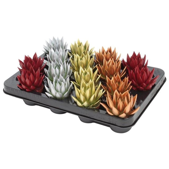 Picture of ECHEVERIA MIRANDA X-MAS DYED MIX