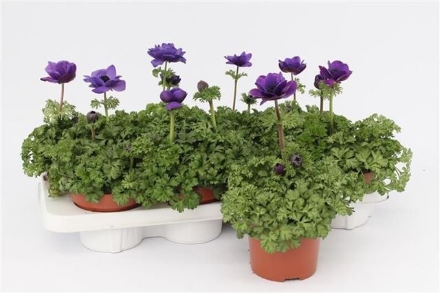 Picture of Anemone harmony blue