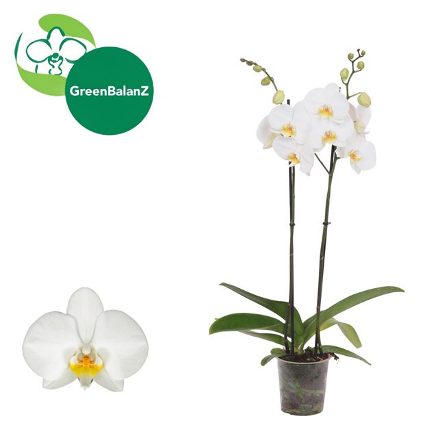 Picture of Phalaenopsis 02-stem london