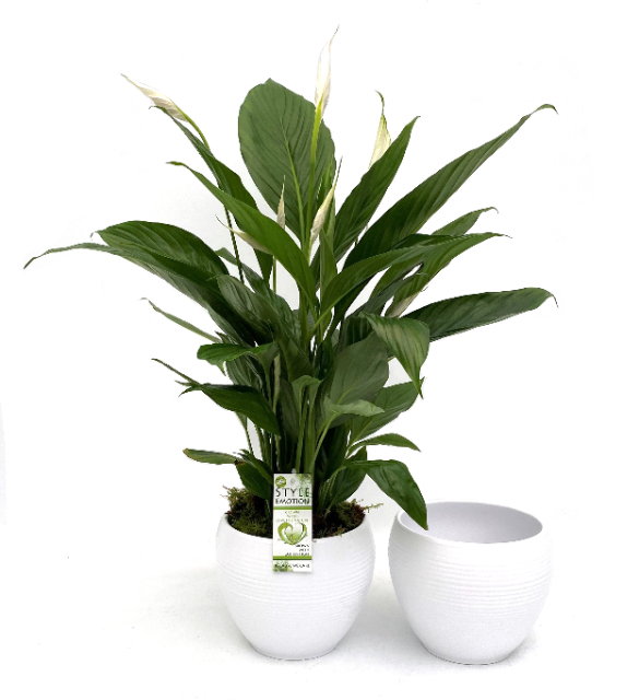 Picture of SPATHIPHYLLUM BINGO CUPIDO IN WHITE CERAMIC