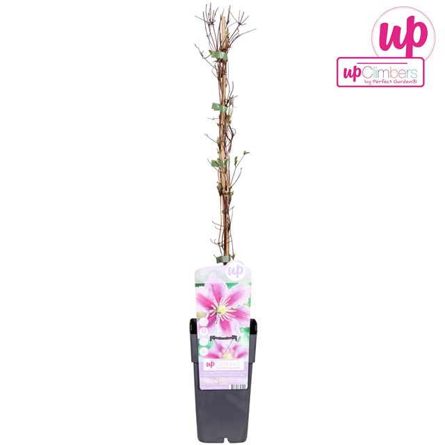 Picture of Clematis pillu