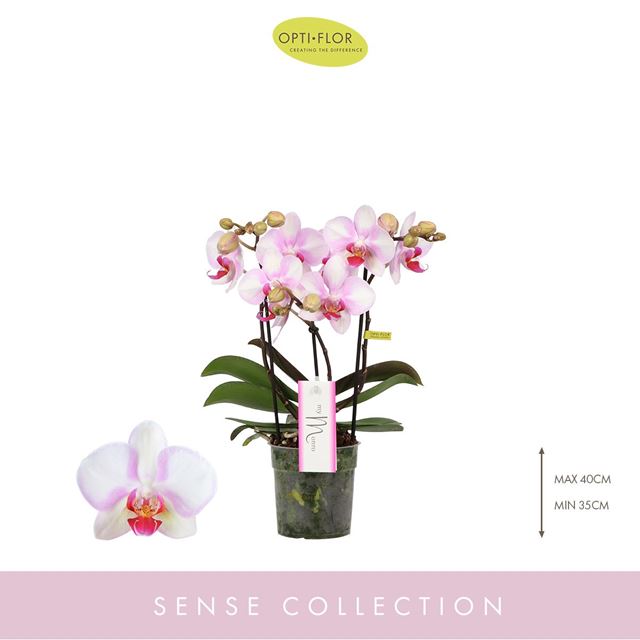 Picture of PHALAENOPSIS 03-STEM MYMONRO MAKE UP