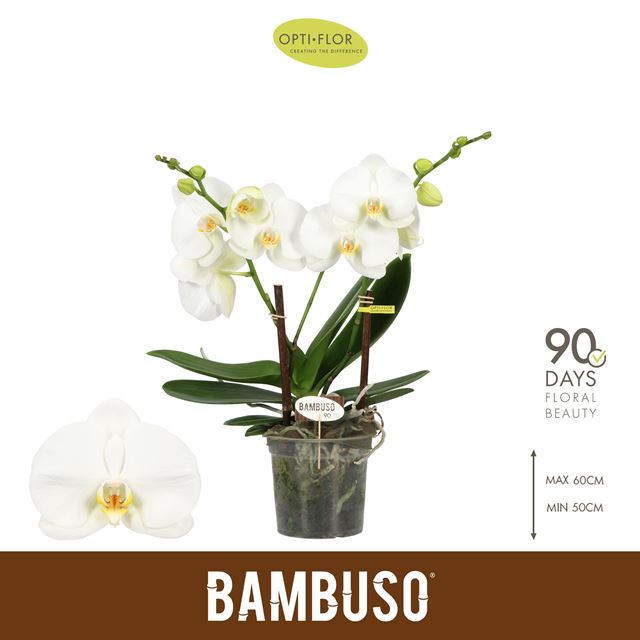 Picture of Phalaenopsis 02-stem bambuso sequoia