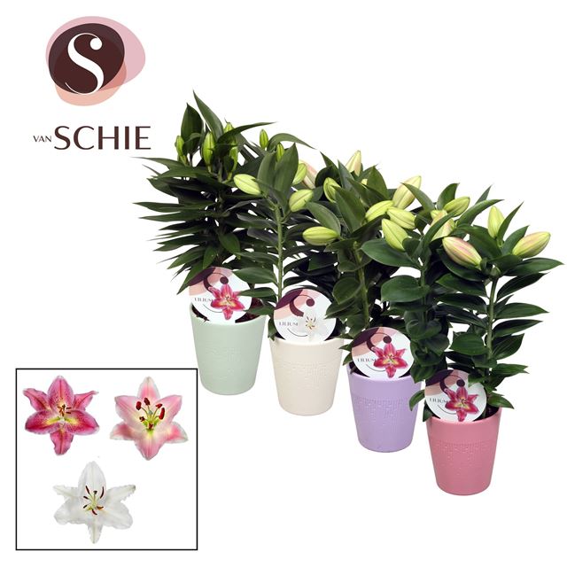 Picture of Lilium oriental 03pp in blush ceramic