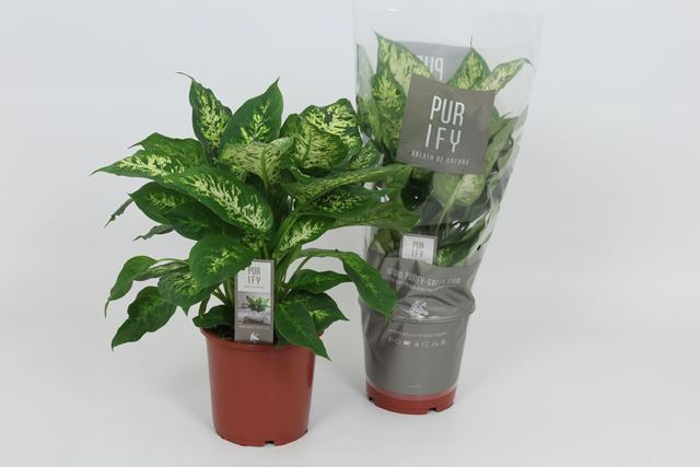 Picture of DIEFFENBACHIA COMPACTA