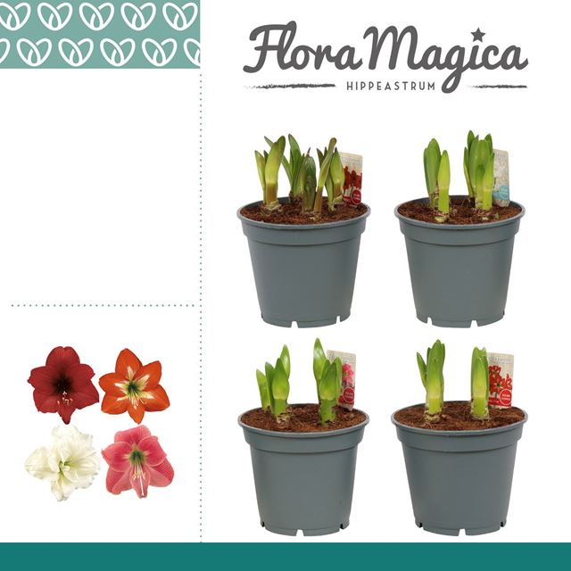 Picture of HIPPEASTRUM MULTIFLORA 06/7 FLOWER POTCOVER