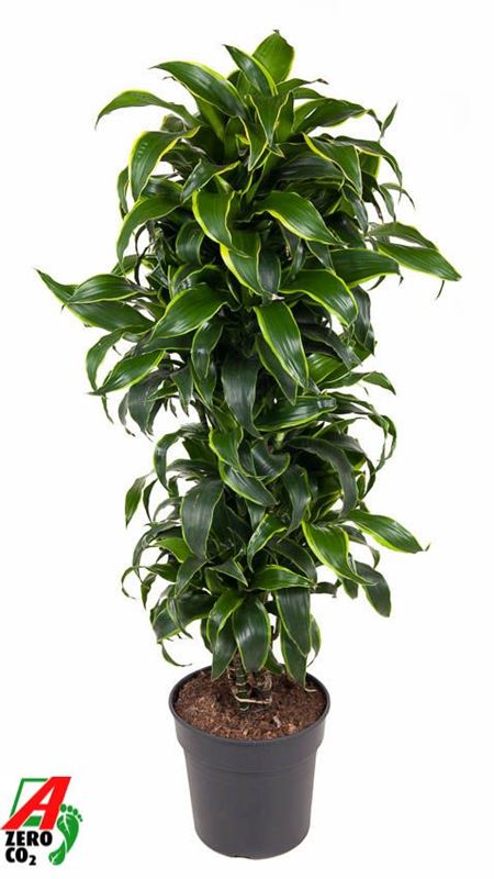 Picture of Dracaena fragrans dorado branched