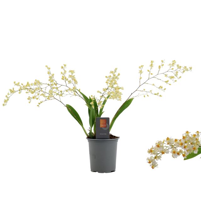 Picture of Oncidium 04-stem twinkle