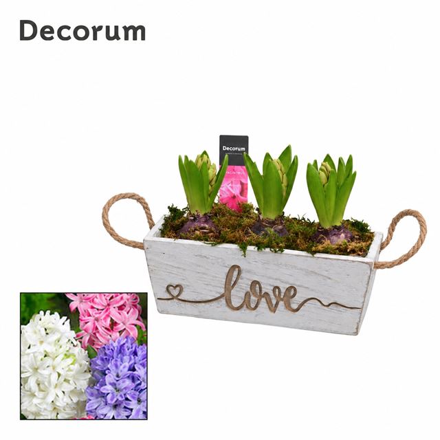 Picture of Hyacinthus 03bulbs wooden windowbox