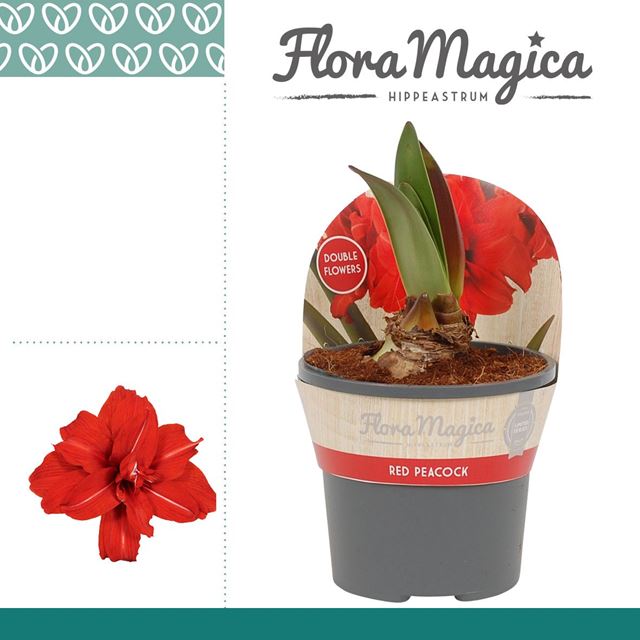 Picture of HIPPEASTRUM 02-FL RED PEACOCK POT COVER