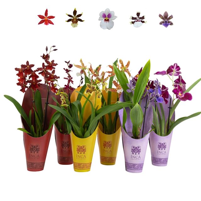 Picture of Orchid 02-stem rainbow mix + cover