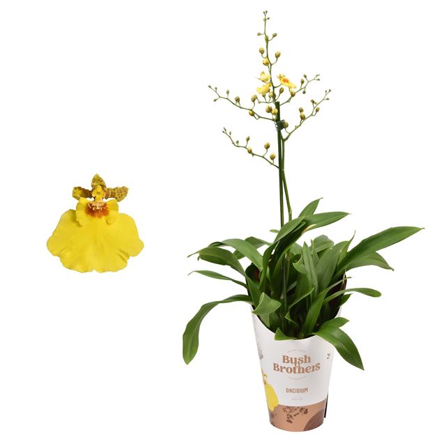 Picture of Oncidium 01-stem munsterland stern