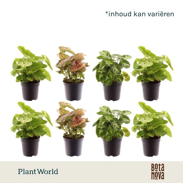 Picture of Syngonium mix