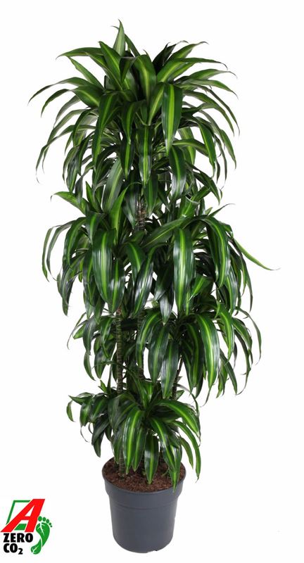 Picture of Dracaena fragrans hawaiiana carrousel 120