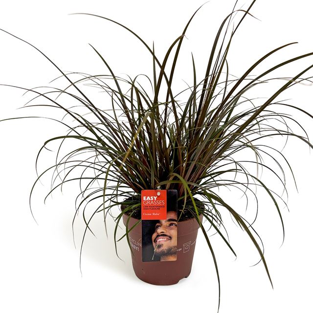 Picture of Uncinia uncinata rubra