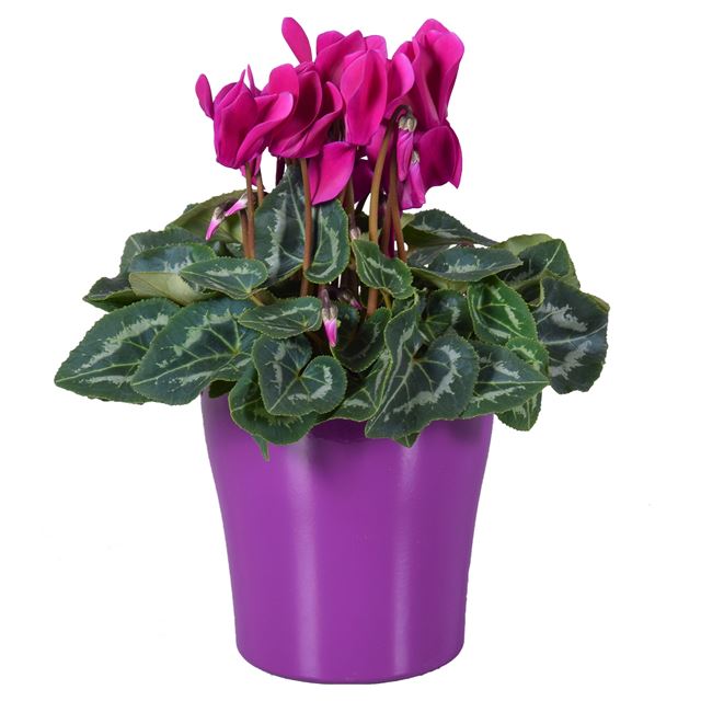 Picture of Cyclamen purple in purple ceramic