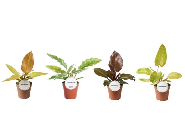 Picture of Philodendron mix