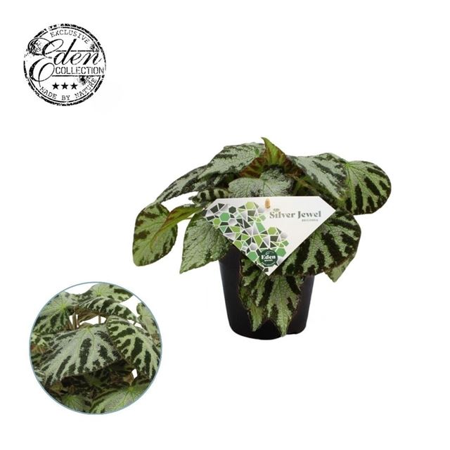 Picture of Begonia silver jewell