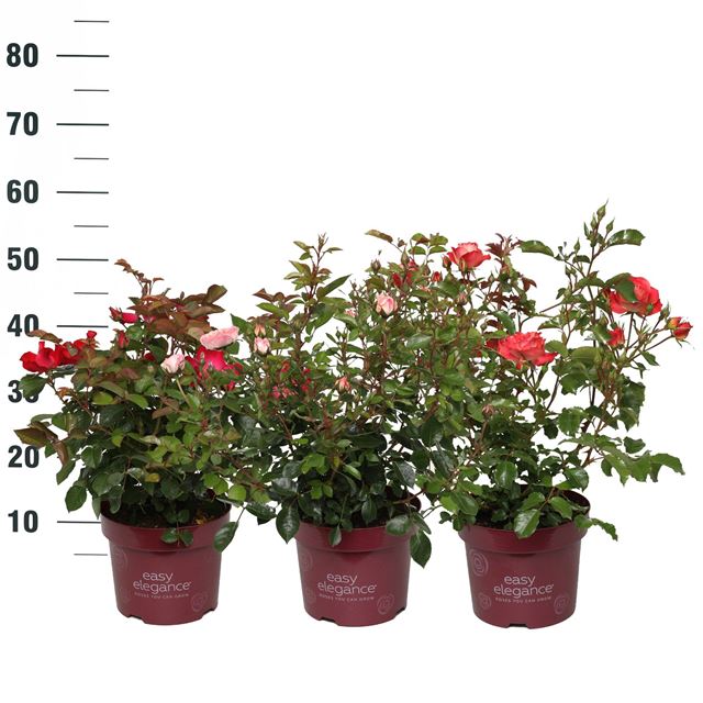 Picture of Rosa easy elegance bush mix