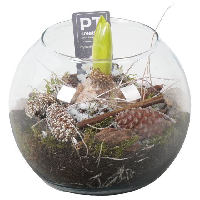 Picture of HYACINTHUS 01BULB GLASS BALL