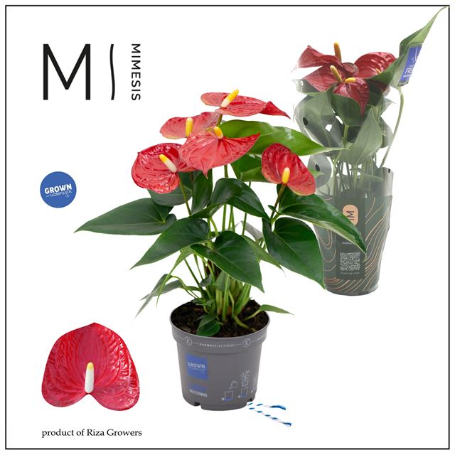 Picture of Anthurium andreanum grandi flora red