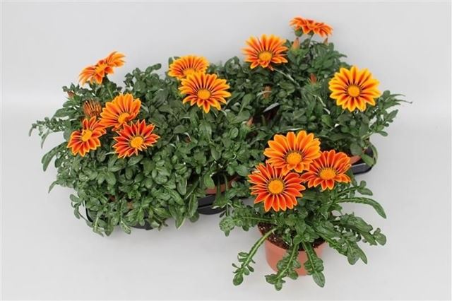 Picture of Gazania big kiss golden yellow