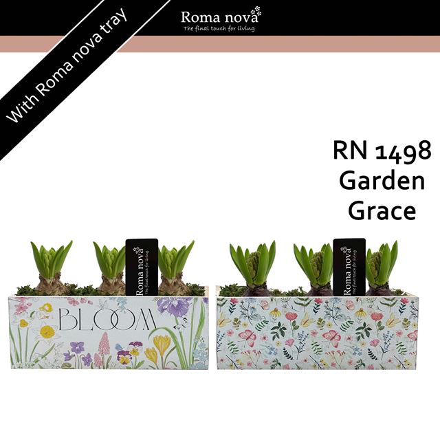 Picture of Hyacinthus 03bulbs wood garden grace