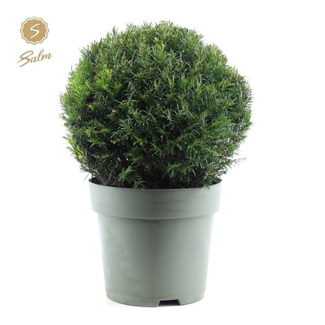 Picture of TAXUS BACCATA BALL 038CM