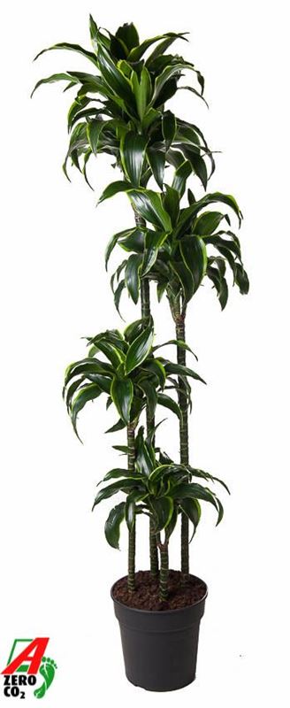 Picture of Dracaena fragrans dorado 120/+090/+060/+030