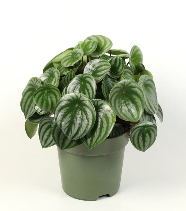 Picture of PEPEROMIA ARGYREIA