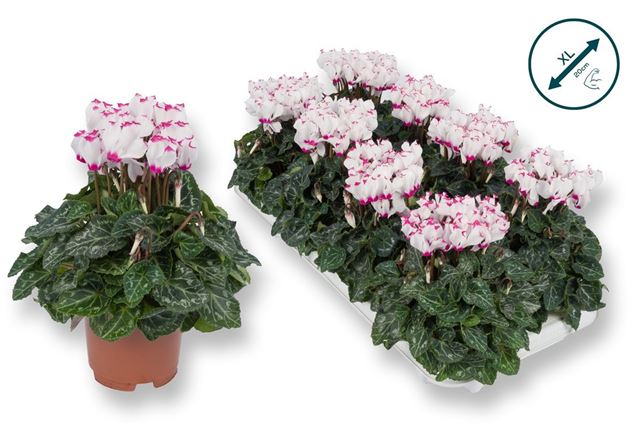 Picture of Cyclamen persicum premium victoria white/pink