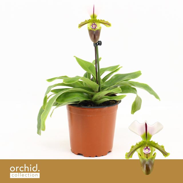 Picture of Paphiopedilum 01-stem milano
