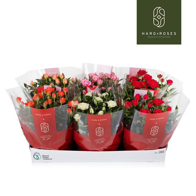 Picture of Rosa kordana mix bowl pot with sleeve