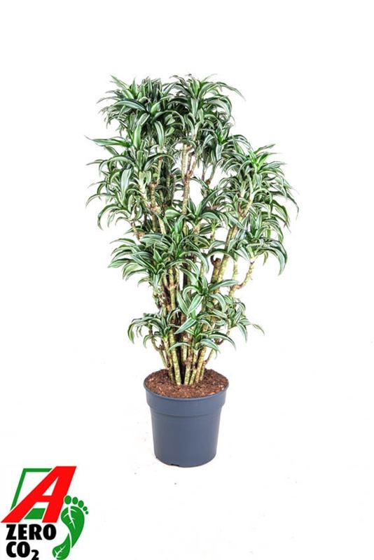 Picture of Dracaena jade jewel branched