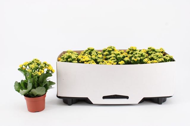 Picture of Kalanchoe double yellow