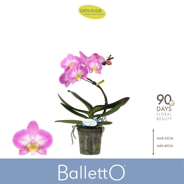 Picture of Phalaenopsis 01-stem balletto spinturn