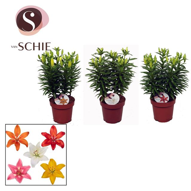 Picture of Lilium asiatic mix