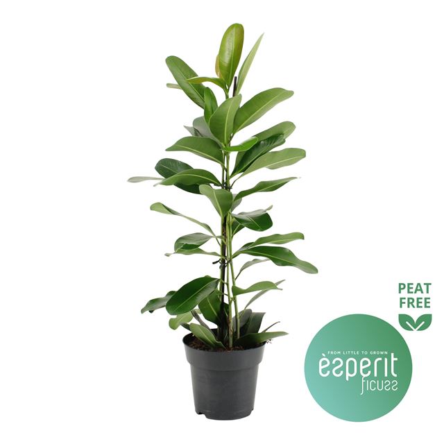 Picture of Ficus microcarpa smile