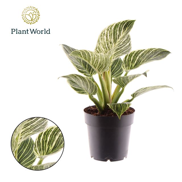 Picture of PHILODENDRON ZEBRA