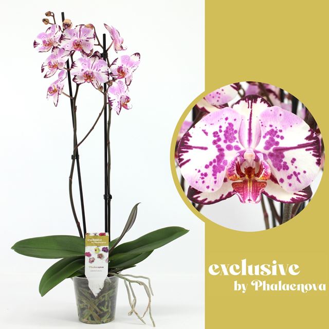 Picture of PHALAENOPSIS 02-STEM MAGIC ART