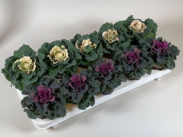 Picture of Brassica oleracea mix (flat)