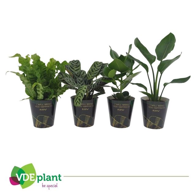Picture of Foliage mix intenz in cup