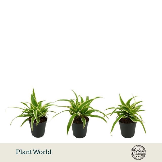 Picture of Chlorophytum comosum ocean