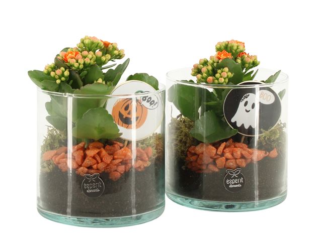Picture of Halloween arrangement 01pp glass