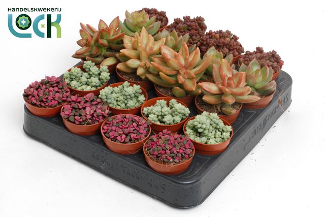 Picture of SEDUM MIX