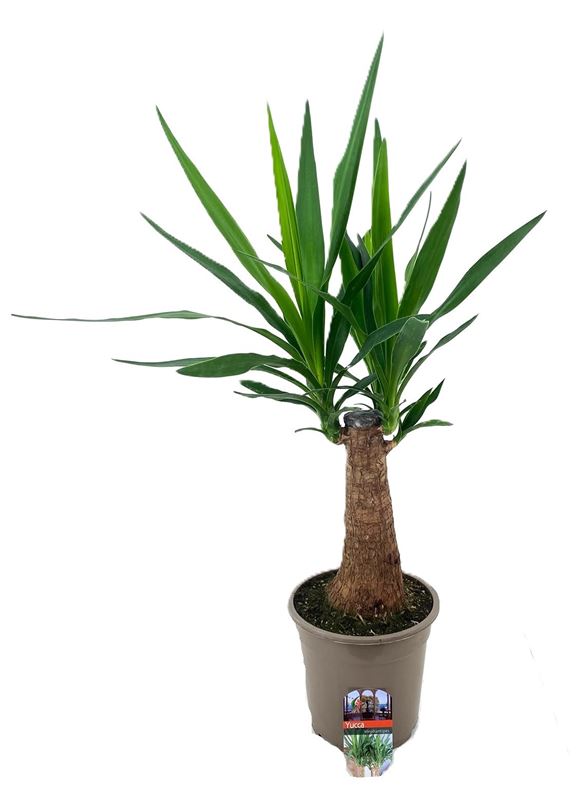 Picture of Yucca elephantipes 30cm stem