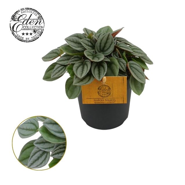 Picture of Peperomia napoli nights