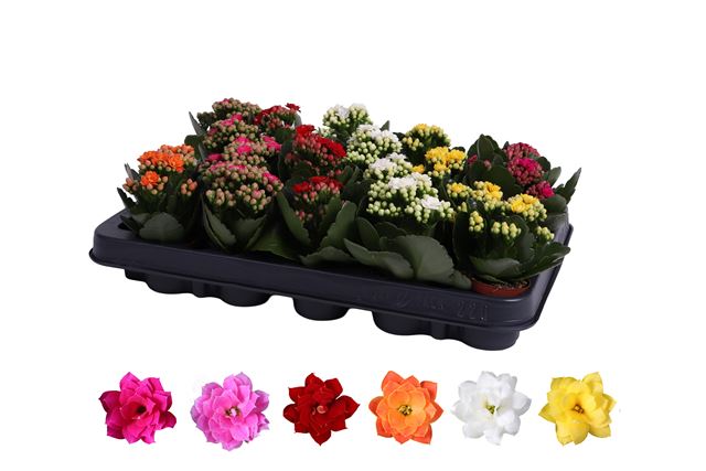Picture of Kalanchoe double mix