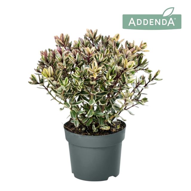 Picture of HEBE/VERONICA ADDENDA CLASSICA TRICOLOR